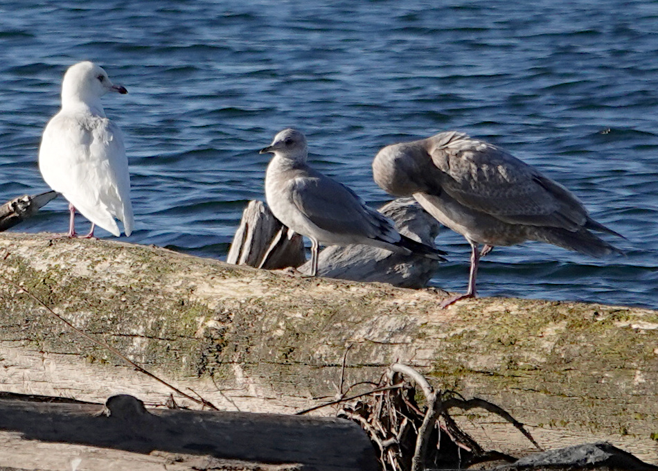 Iceland Gull
