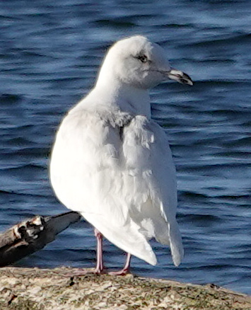 Iceland Gull