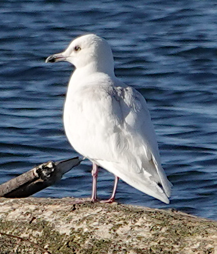 Iceland Gull