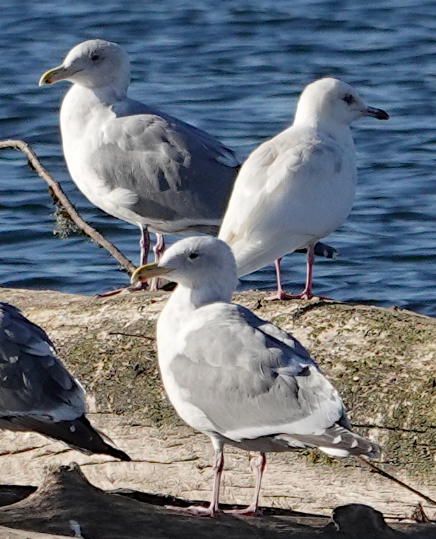 Iceland Gull