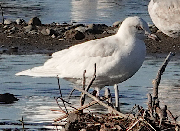 Iceland Gull